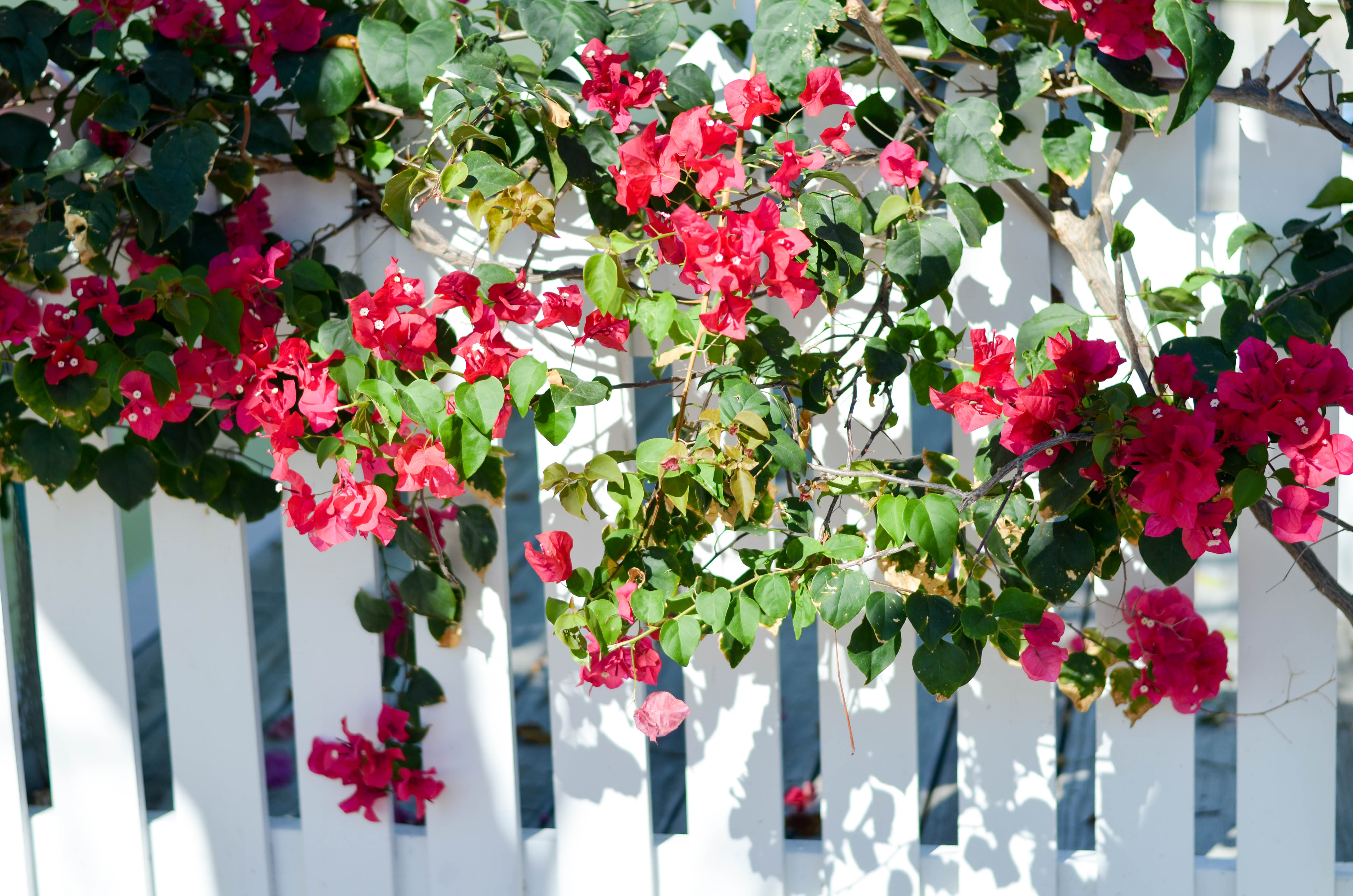 bougainvillea in the Florida Keys