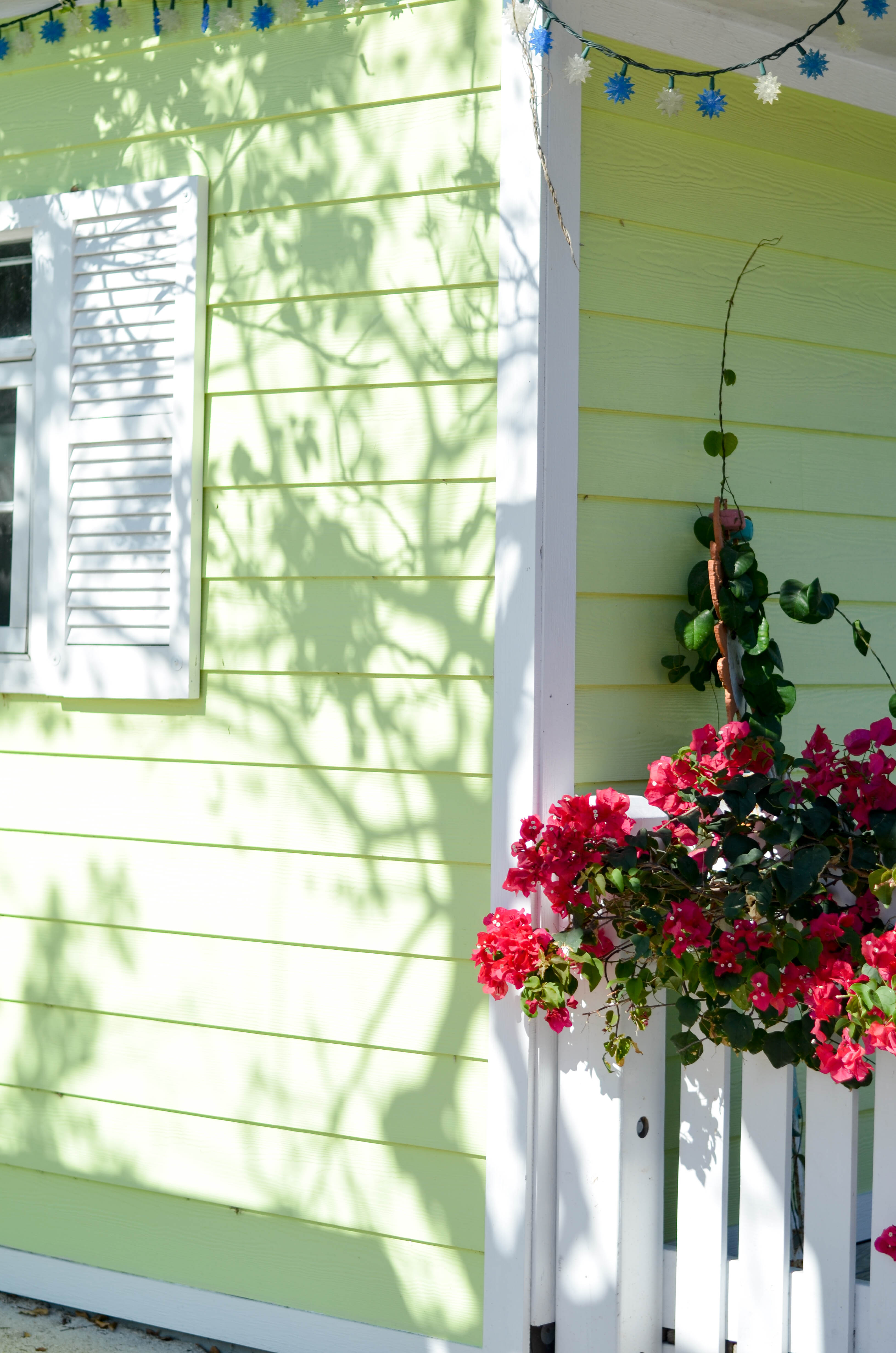 bougainvillea in the Florida Keys