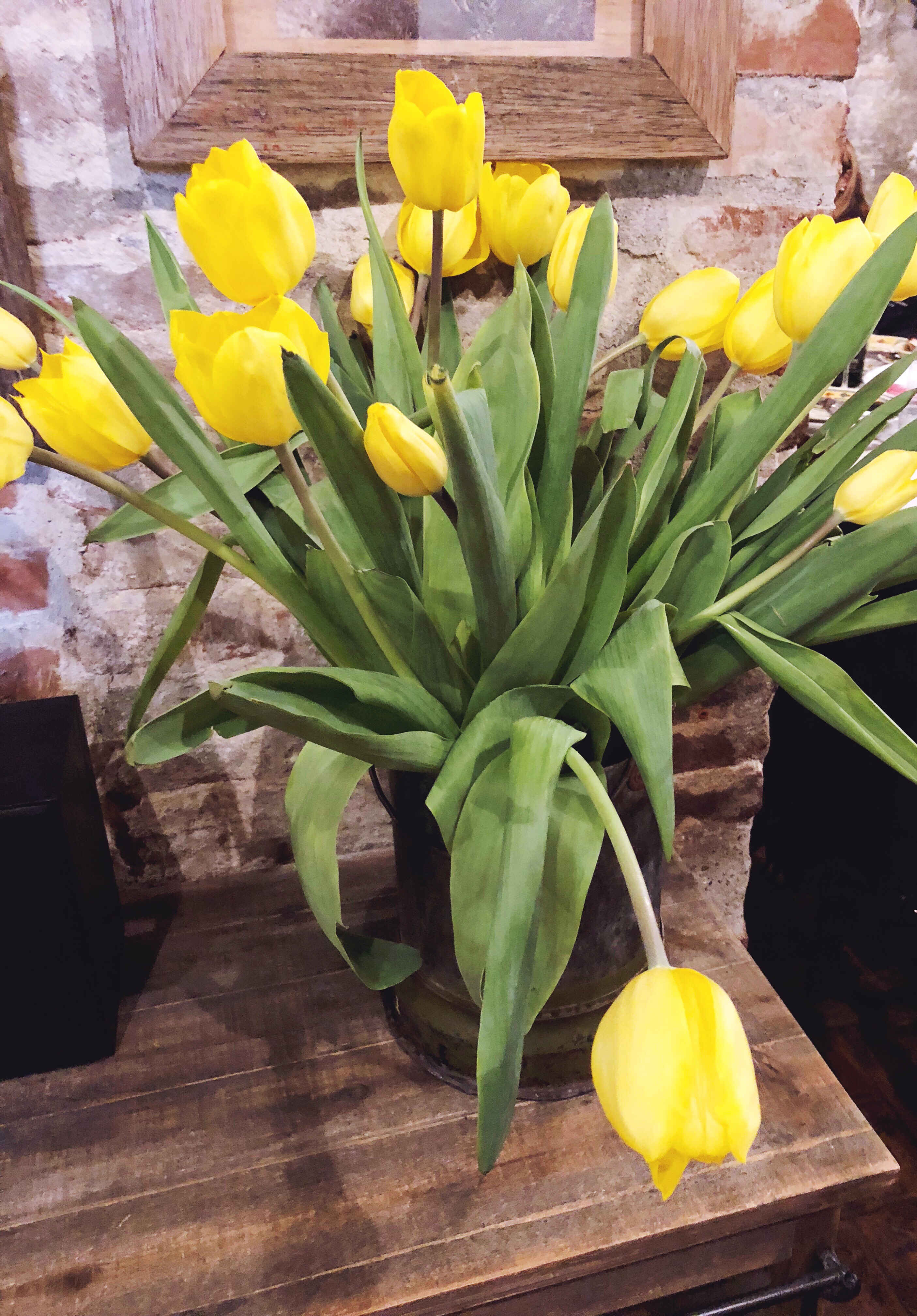 Fresh tulips in Tuscany