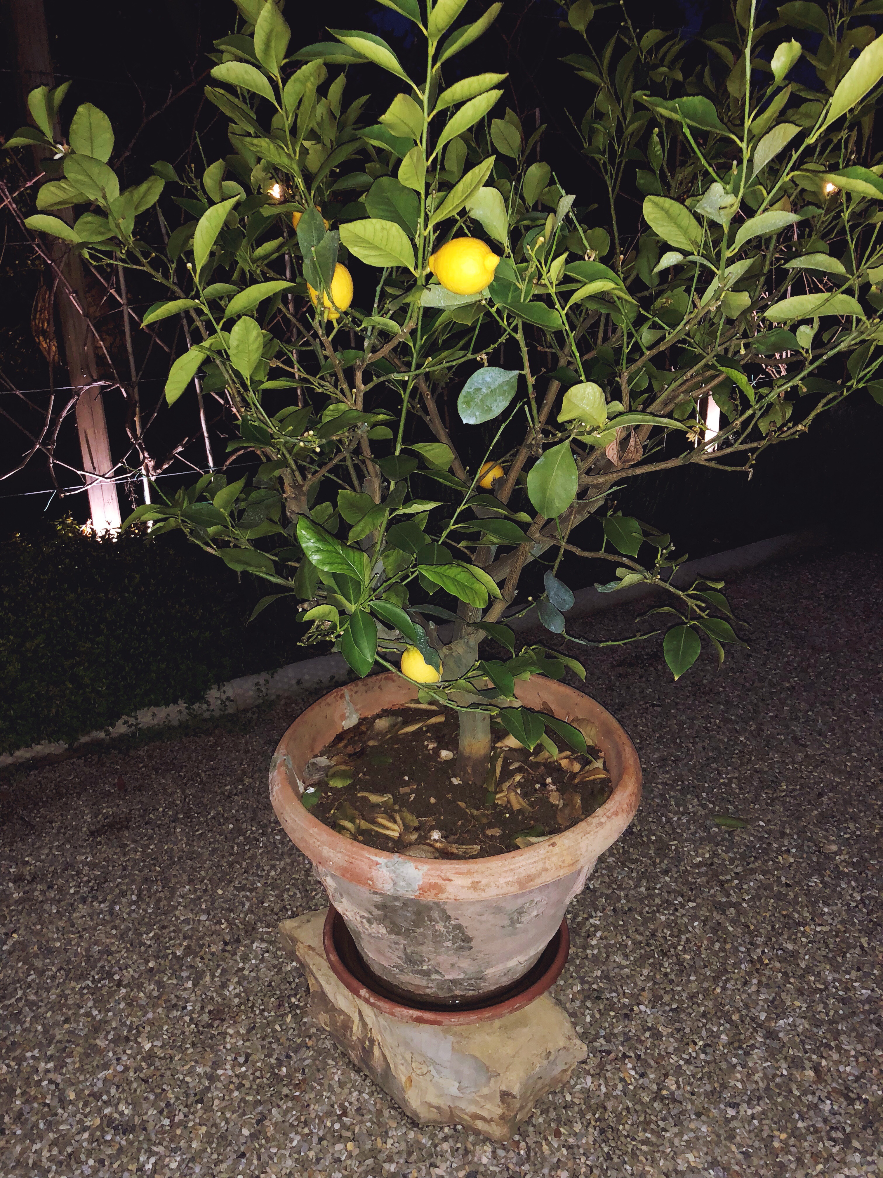 Lemon tree in Tuscany