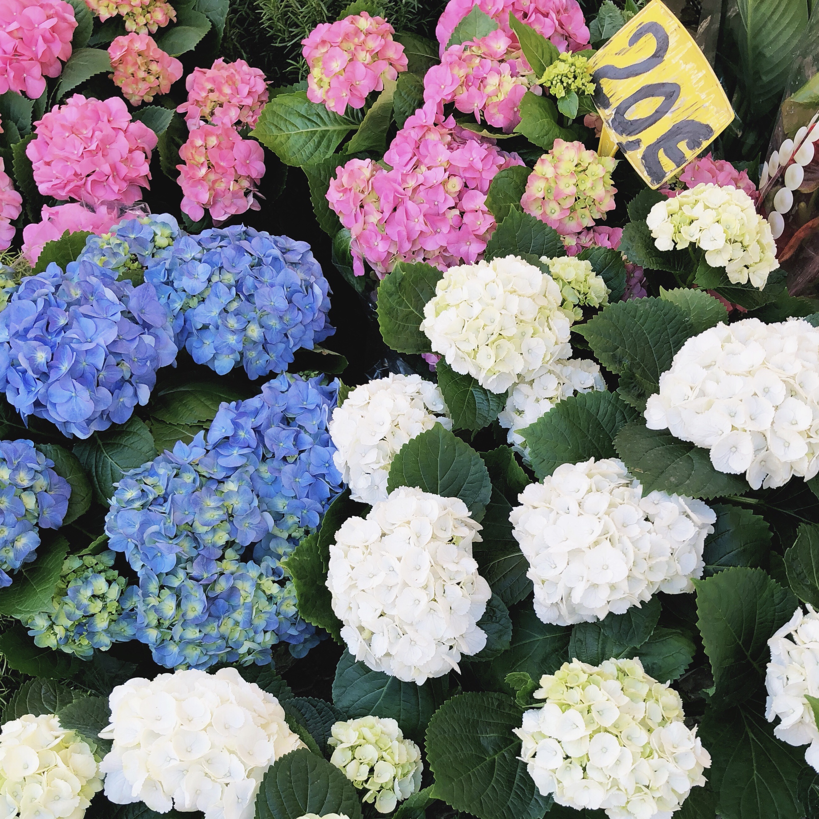 hydrangeas in Rome