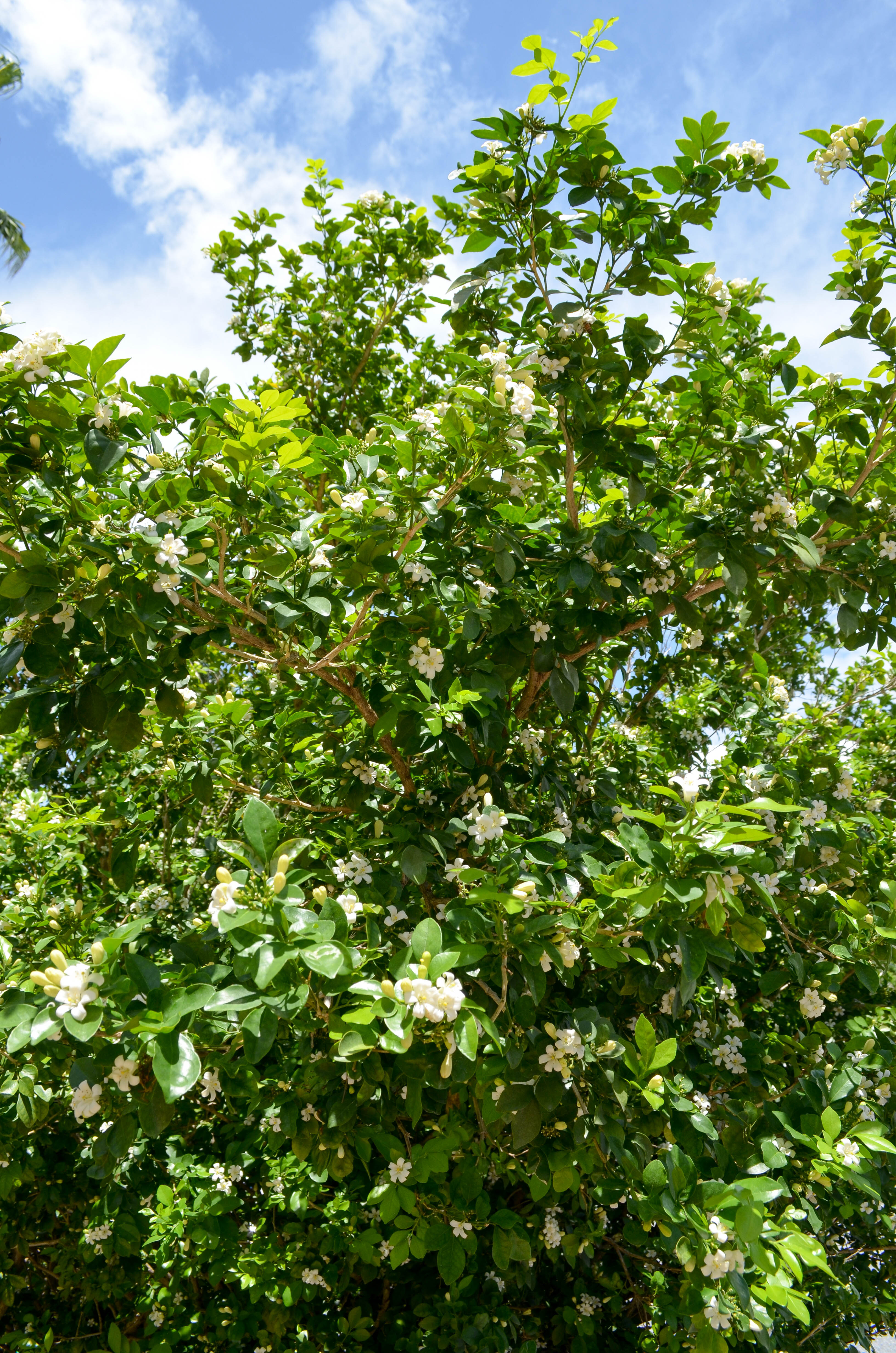 Islamorda Florida summer blooms