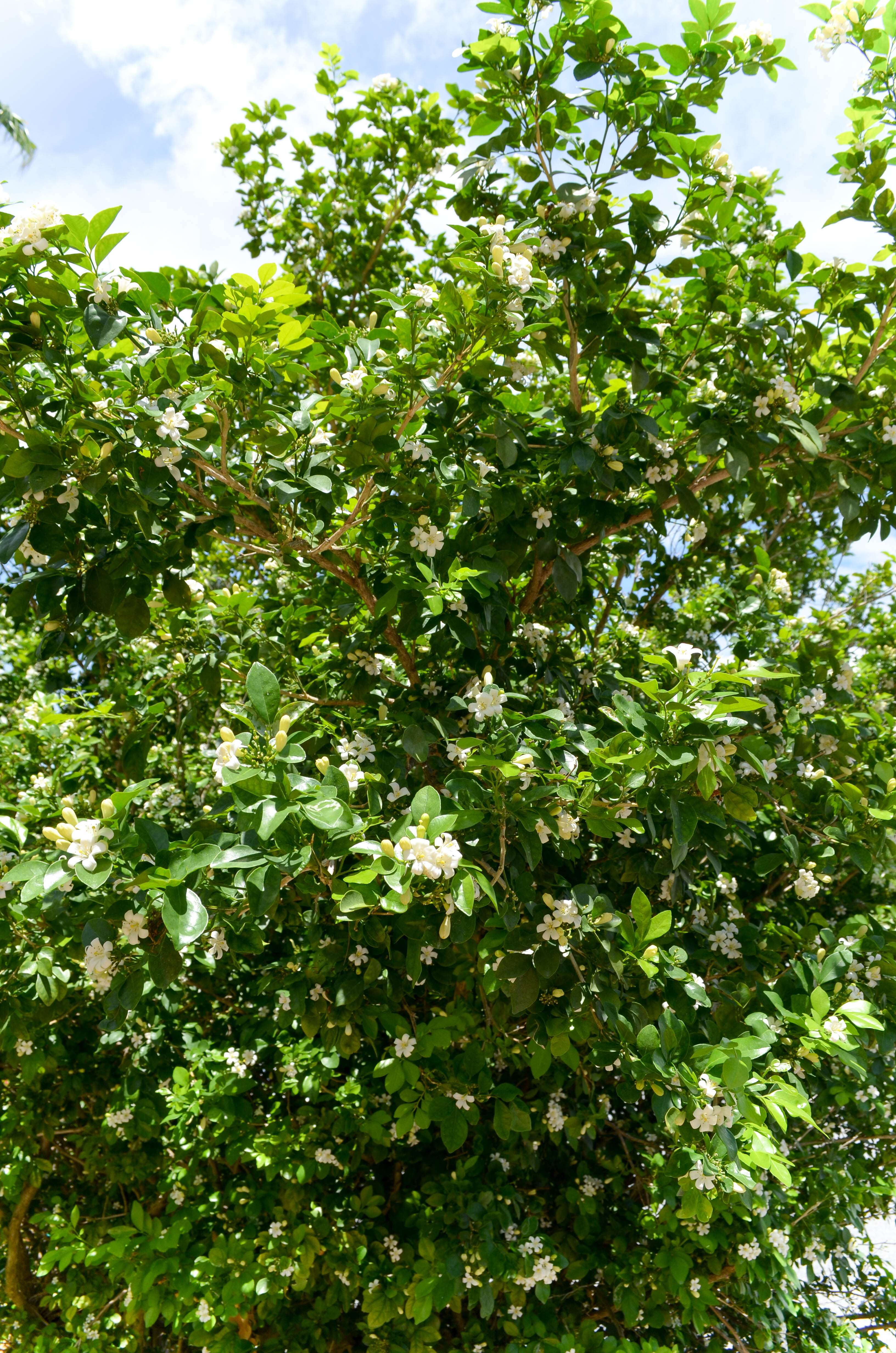 Islamorada Summer Blooms