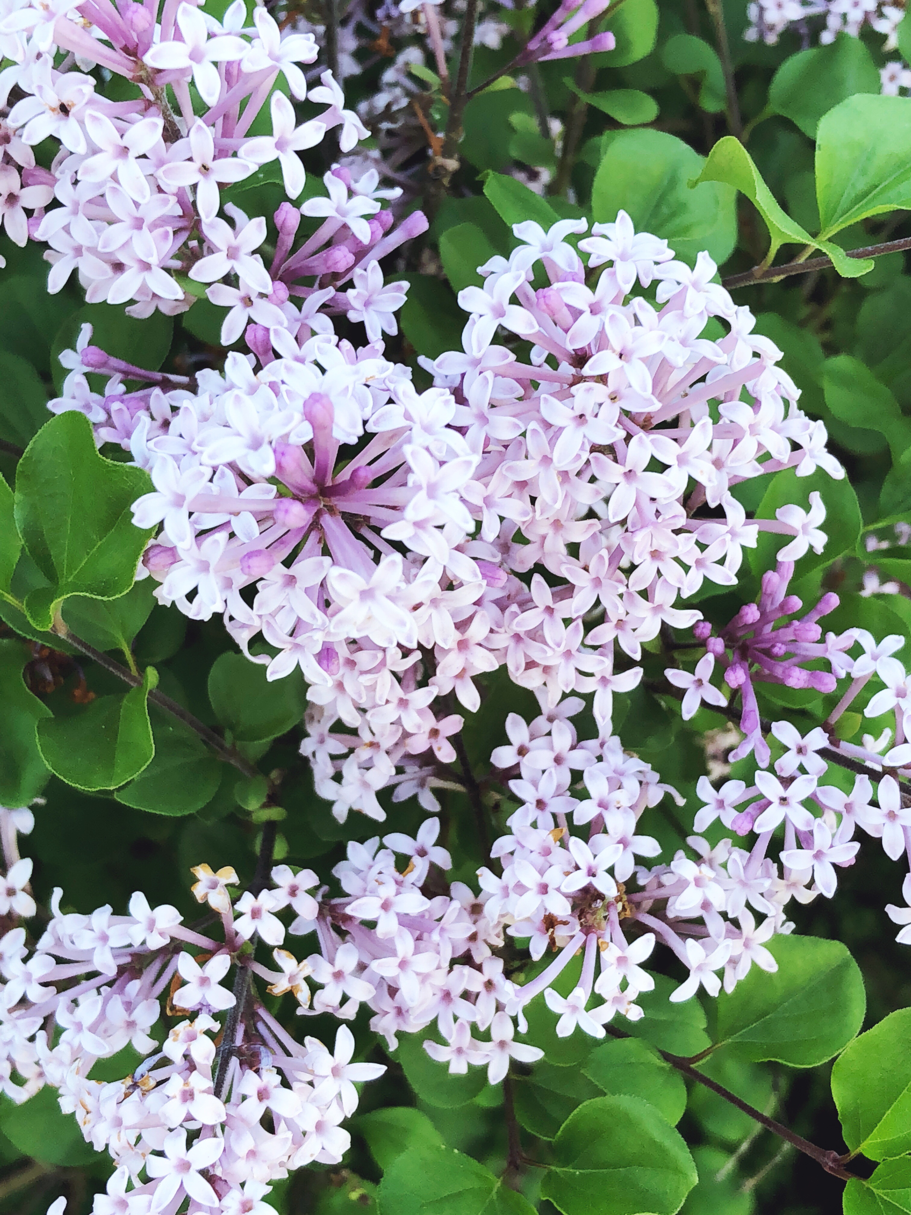 Lilacs in Mont Tremblant Canada