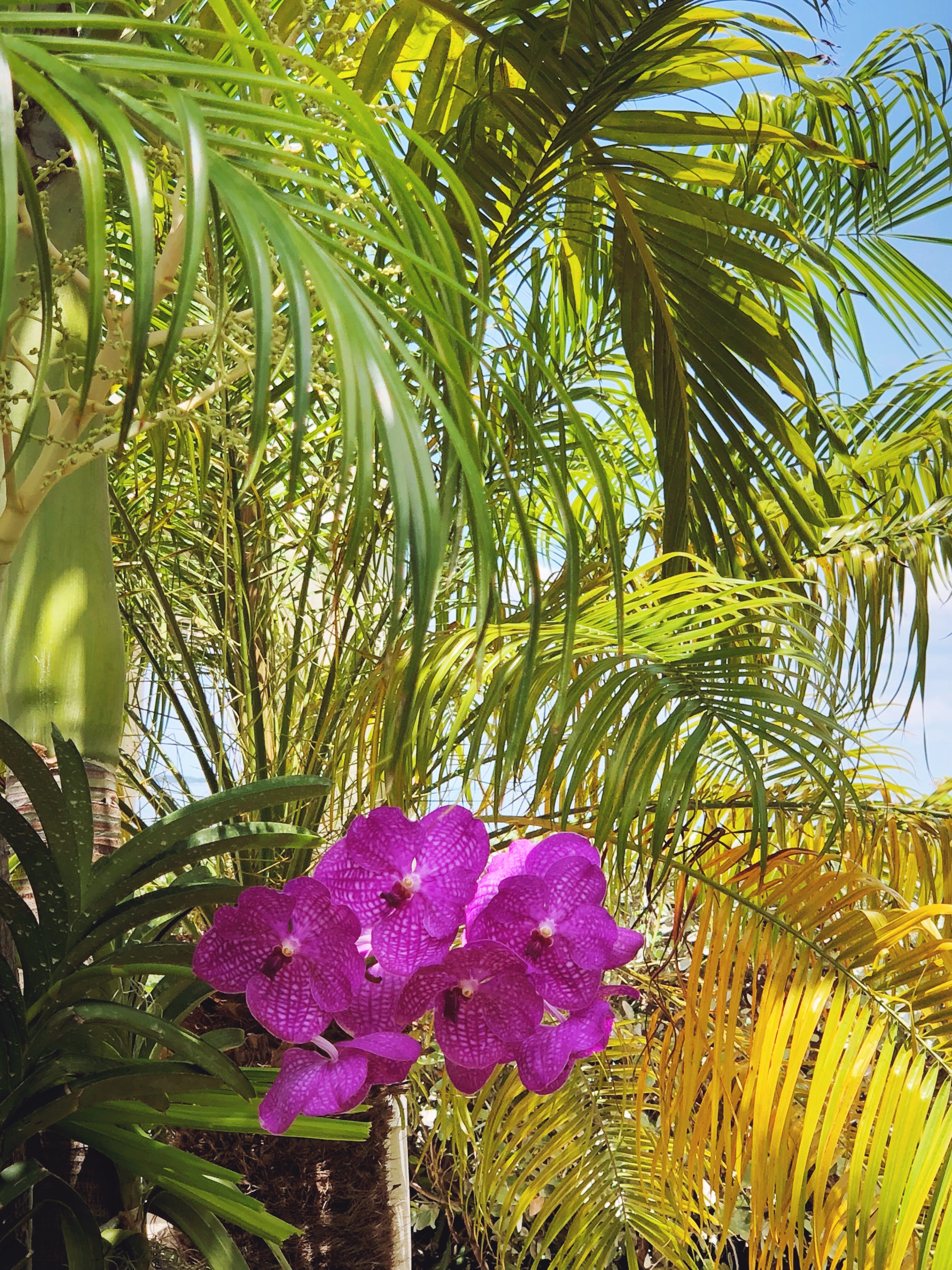 Orchids in Key Largo