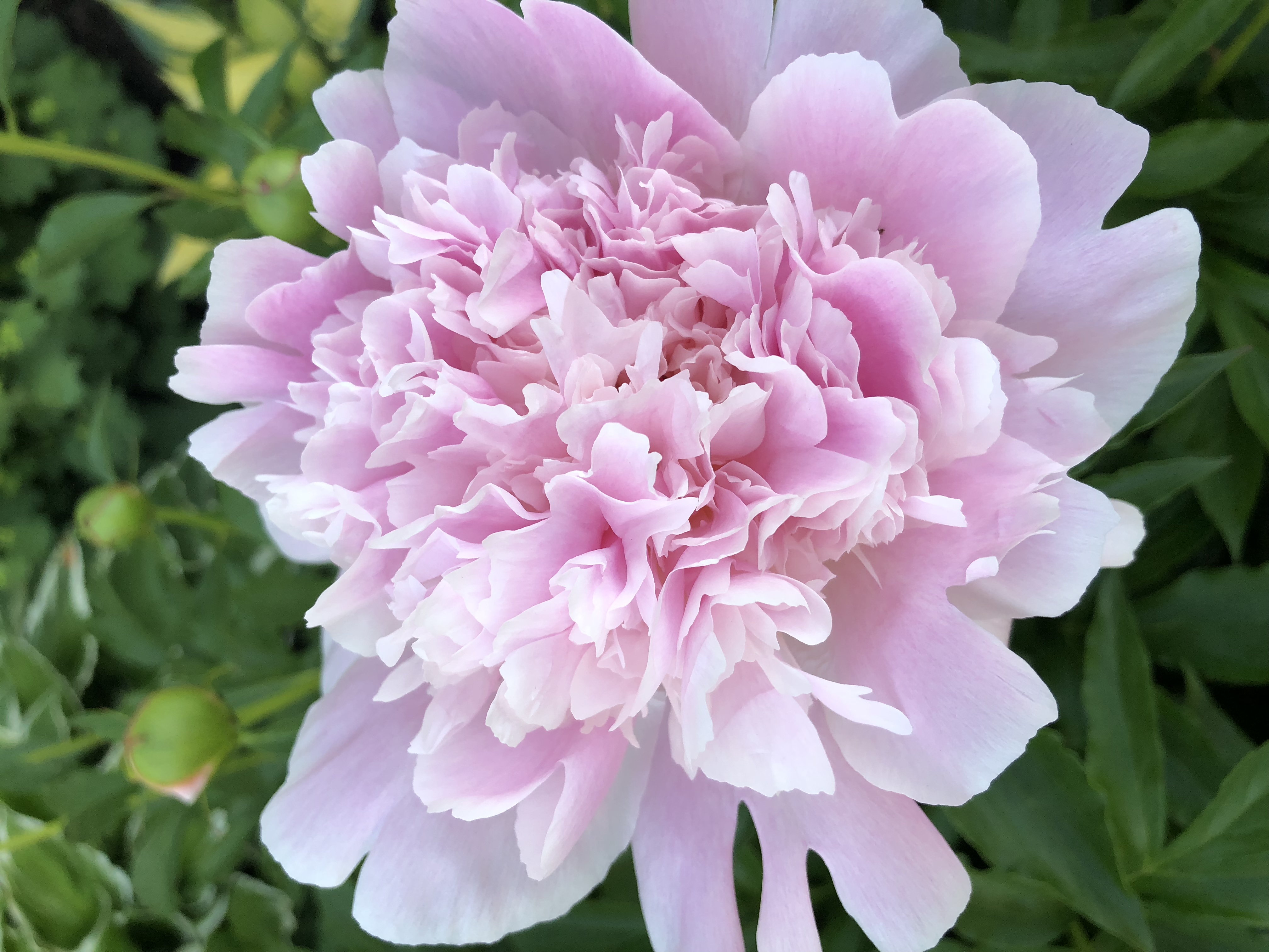 peonies in Mont Tremblant Canada