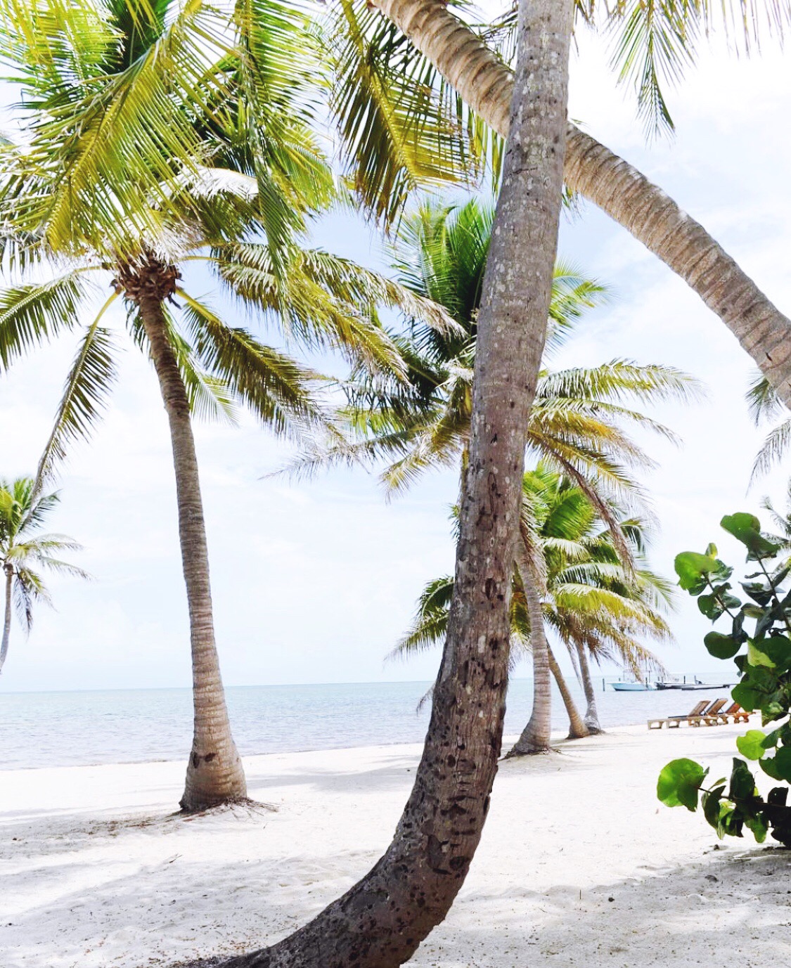 Beautifully Seaside Blog in Islamorada