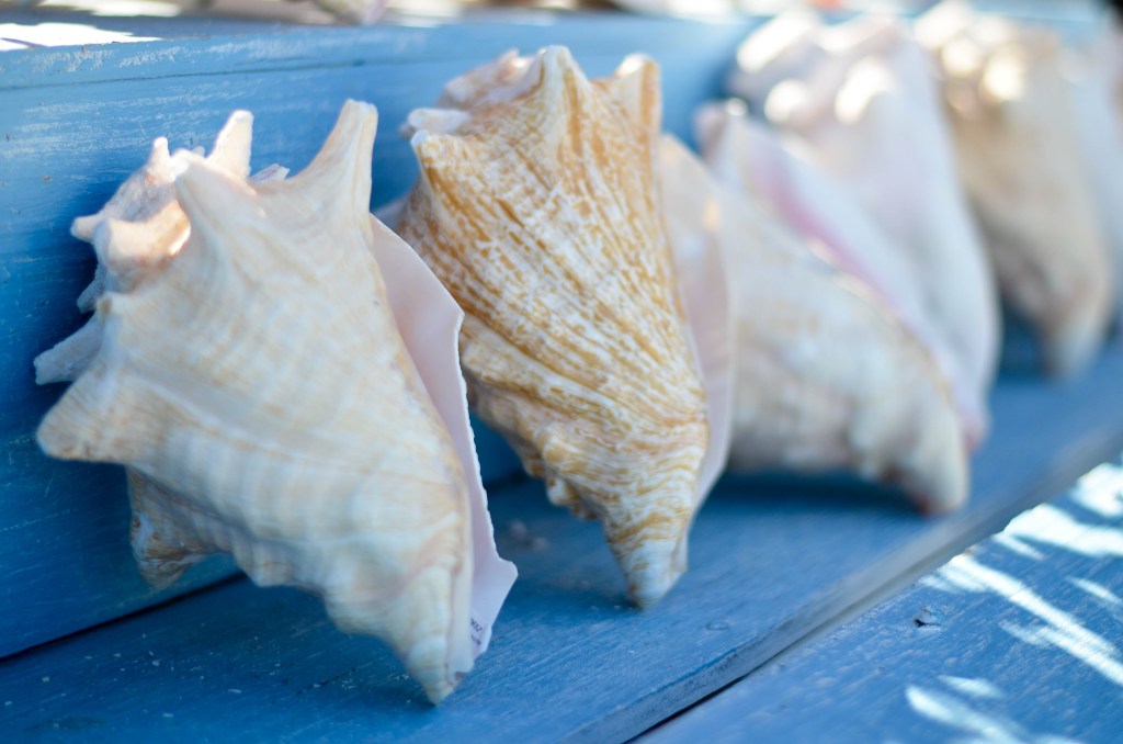 Beautifully Seaside Blog-shells in Key West