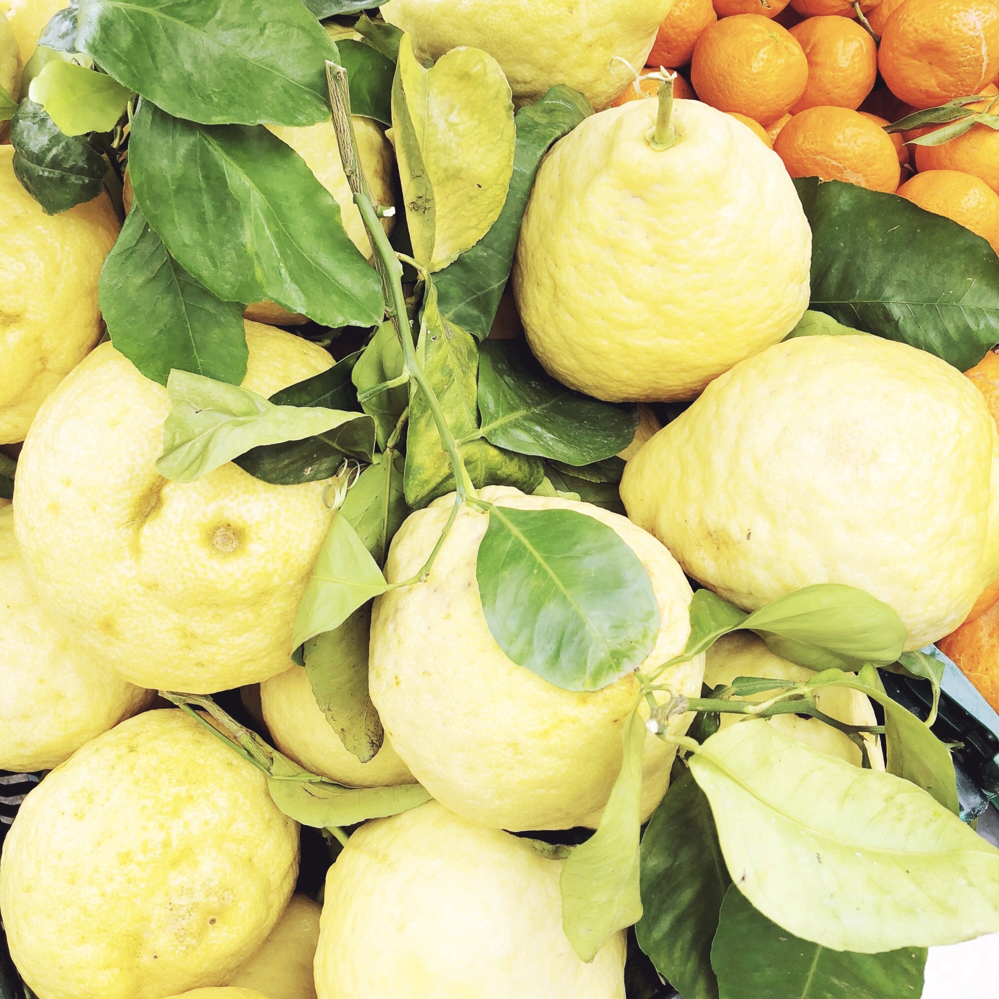 Sorrento Lemons on the Amalfi Coast- Beautifully Seaside