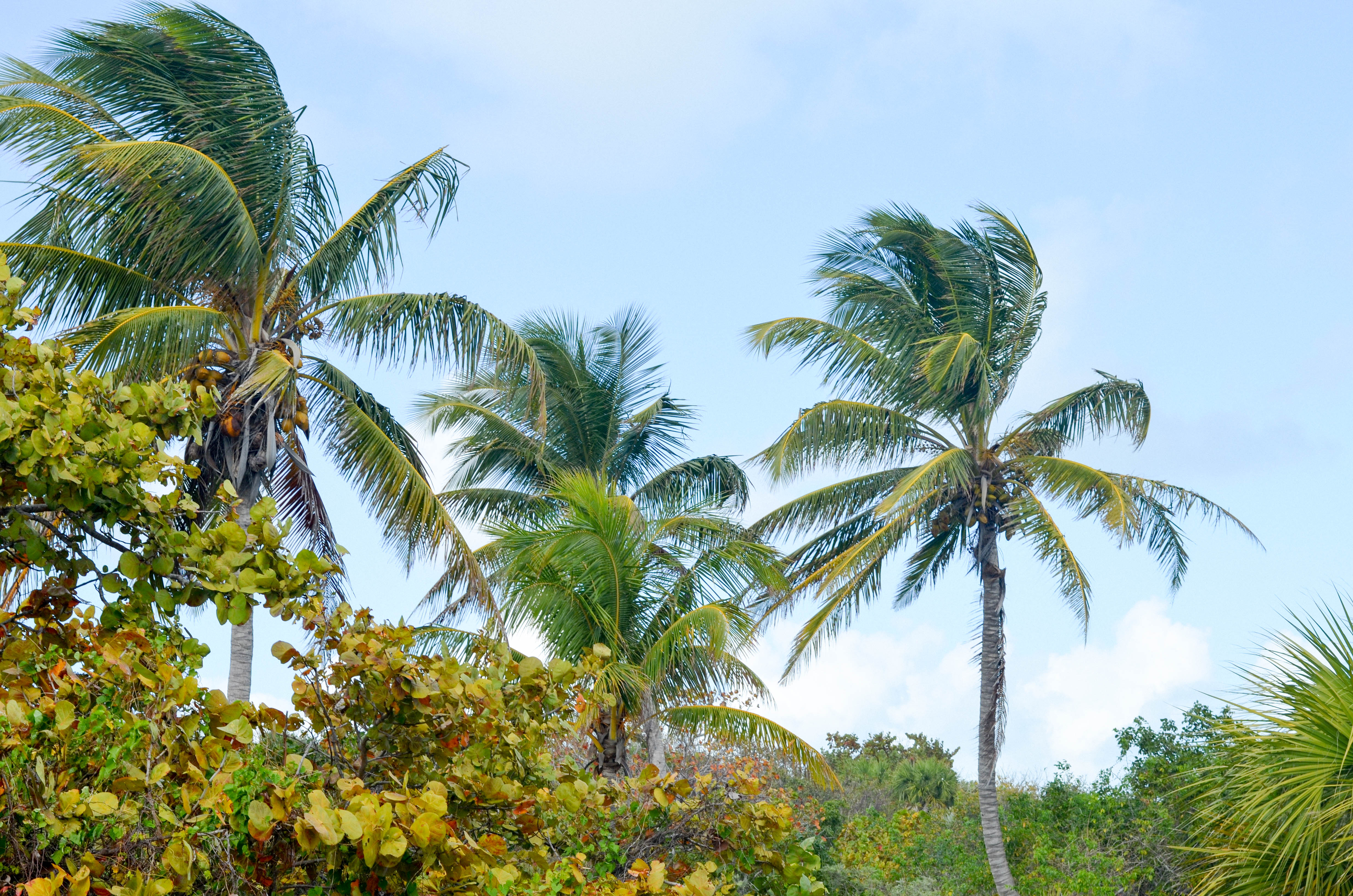 Escaping the Cold Weather with Tommy Bahama available at Bloomingdales