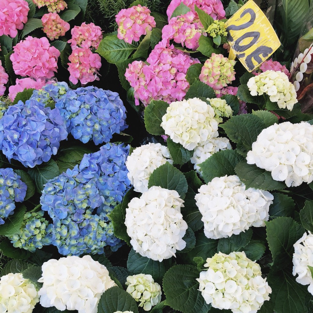 Hydrangeas in Rome by Beautifully Seaside Blog