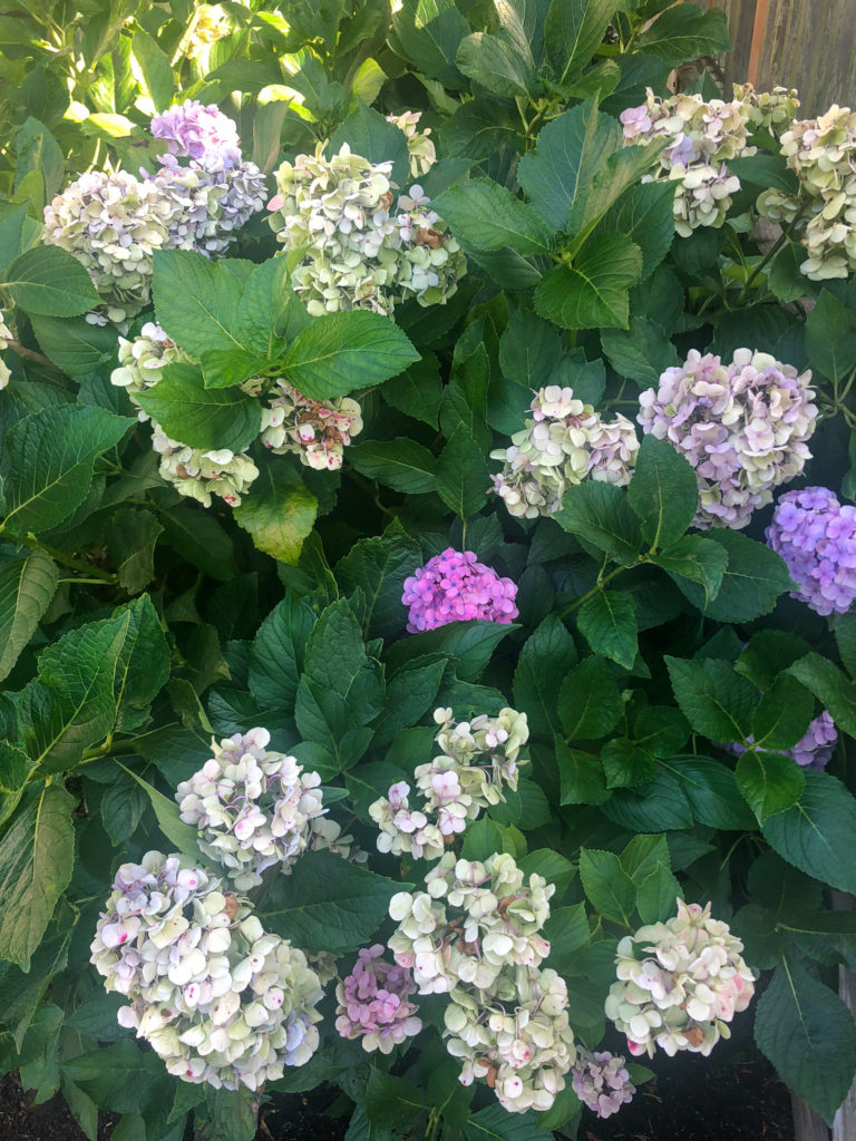 FALL SATURDAY SHOPPING WITH DESI 9.16.23