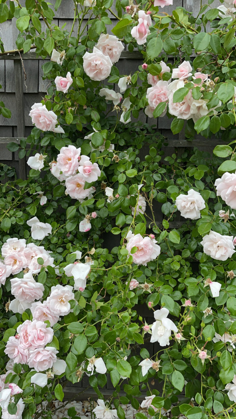 5 THINGS I’M LOVING FOR EARLY FALL