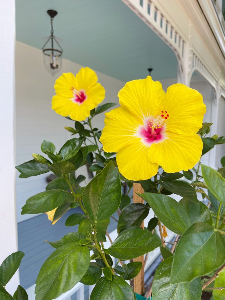 5 THINGS I’M LOVING