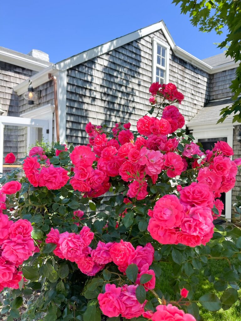 5 THINGS I’M LOVING