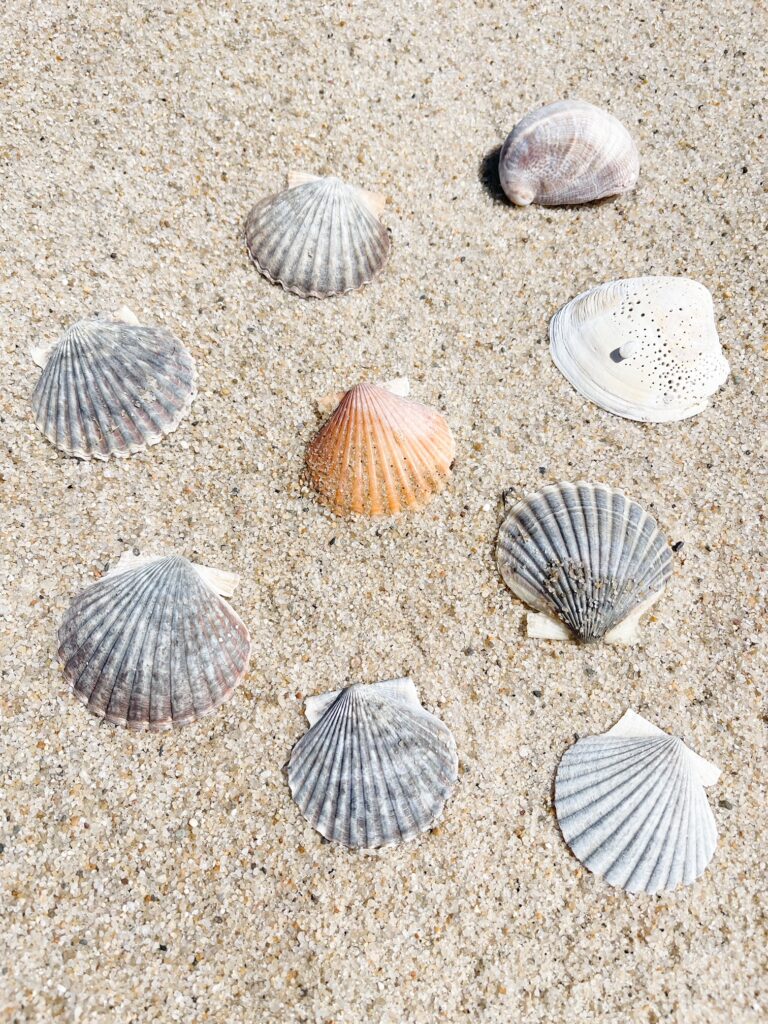 Desiree Leone of Beautifully Seaside shares 5 Things I'm Loving. Shop the latest arrivals for spring and more!