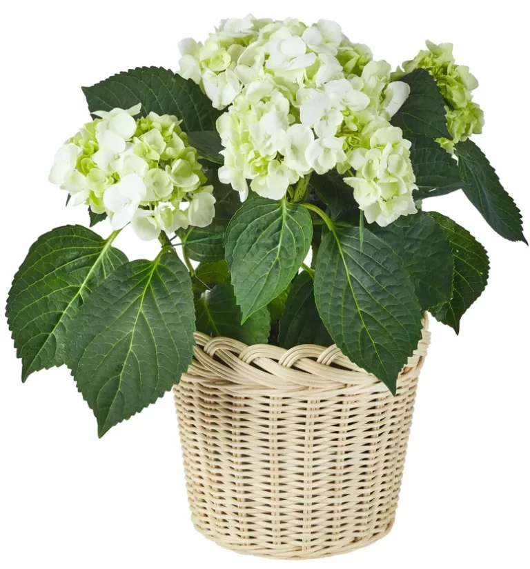 BEST OF 2022: TOP 10 READER HOME FAVORITES