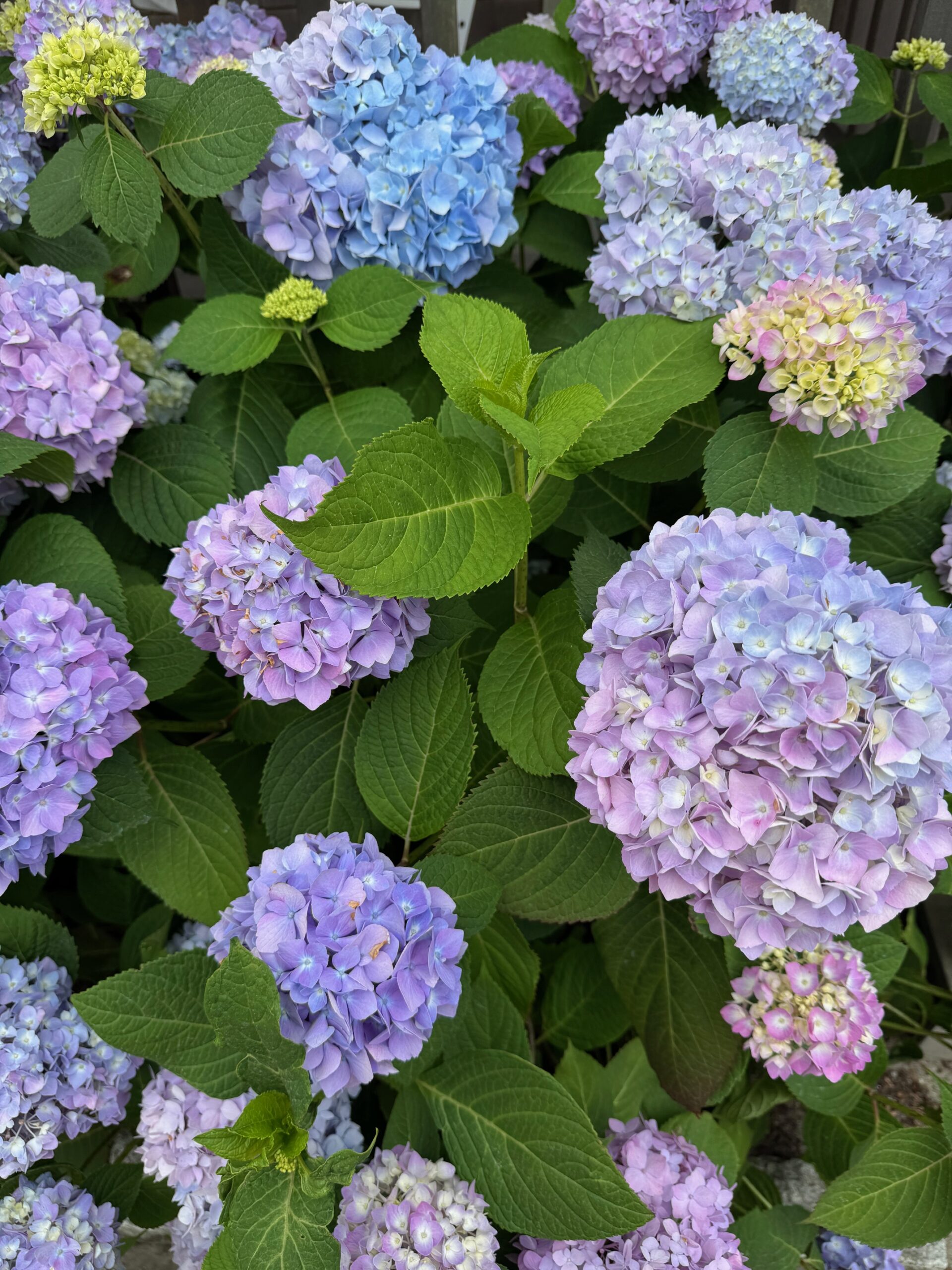 10 Things I’m Loving Right Now on Nantucket. From golden hour walks to strawberry cones and seaside naps—here’s what’s filling up my cup.